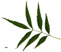 SpeciesSub: subsp. syriaca SpeciesSub: subsp. syriaca